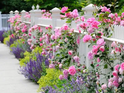 Что посадить рядом с розами: 5 лучших сочетаний цветов для красивого сада