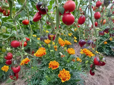 Как посадить саженцы розы: подготовка и посадка саженцев роз в открытый  грунт | Houzz Россия