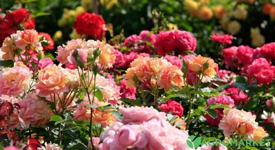 Какие цветы посадить с розами Свита для королевы цветов - YouTube