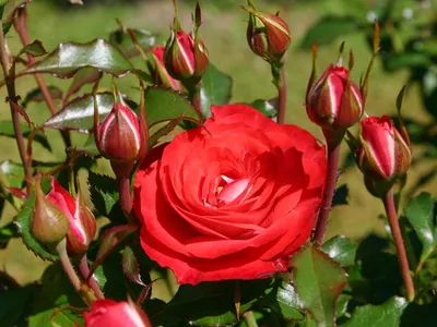 Две причины посадить бархатцы рядом с розами. | В окружении цветов. | Дзен