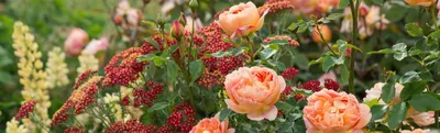 Почвопокровные розы - особенности посадки и ухода.