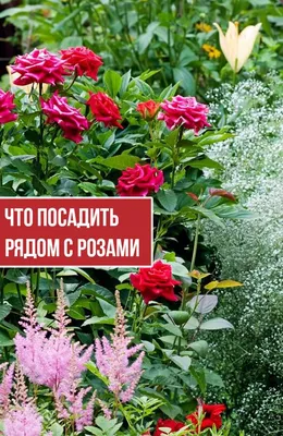 Розы в ландшафтном дизайне сада и дачного участка - оформление и уход