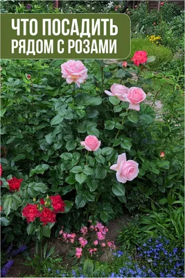 Что посадить с розами | Ольга Красулина | Дзен