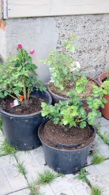 Как посадить саженец розы