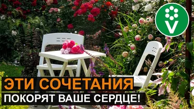 Что посадить рядом с розами дизайн (72 фото) » НА ДАЧЕ ФОТО