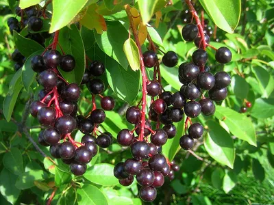 Черёмуха виргинская (Prunus virginiana)