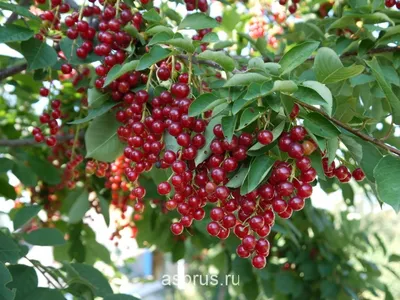 Черемуха красная: биологические особенности, полезные свойства и основные  элементы выращивания | АППЯПМ