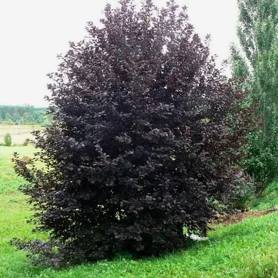 Черёмуха виргинская (лат. Padus virginiana). Экспозиция Растительный мир.  Сахалинский зооботанический парк.