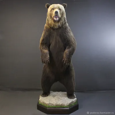 Чучело медведя фотографии