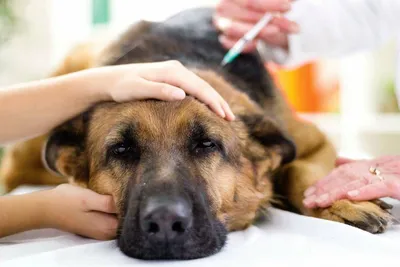 Из-за вспышки чумы собак в Перми на карантин закрылись приюты | «Новый  компаньон»