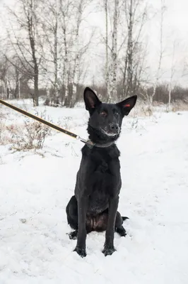Чума плотоядных выявлена на Кубани: что делать владельцам собак |  Ветеринария и жизнь