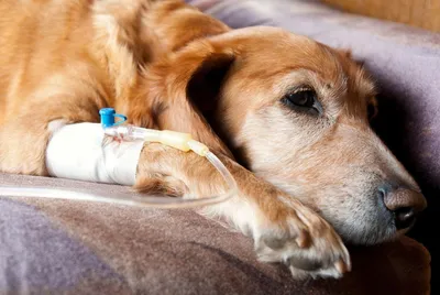 Чума плотоядных у собак 🐶 симптомы и лечение вируса, причины заражения