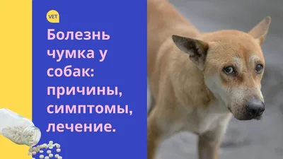 Симптомы и лечение чумки у собак