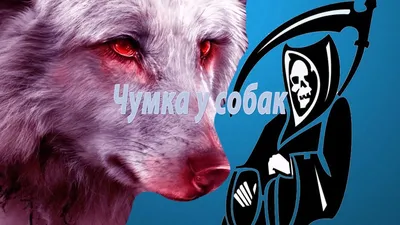 Чума собак — Википедия