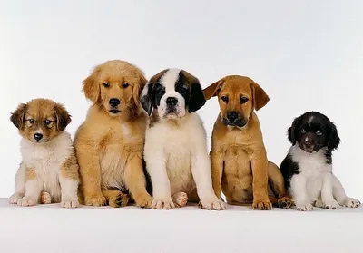 Чума собак - симптомы, диагностика, лечение, прививка - ВЦ «Зоовет»