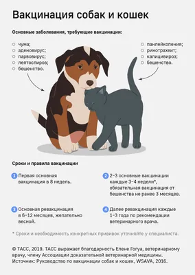 В приюте Тарко-Сале от чумы умерли 30 собак / 05 апреля 2022 | Ямал,  Новости дня 05.04.22 | © РИА Новый День