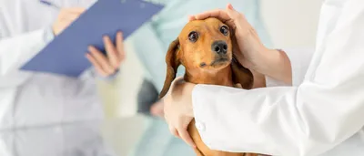 Чума (CDV Ag) - купить по выгодной цене | Vetdiagnostics.ru