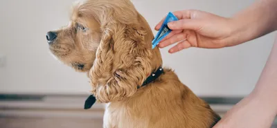 Чума у собак — лечение высококонтагиозного вирусного заболевания в  ветеринарной клинике «Амикус Вет»