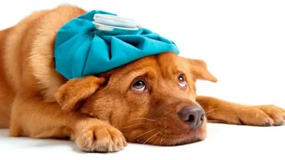 Чумка у собак: причины, симптомы, лечение, профилактика в домашних условиях