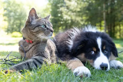 Чумка у собак - симптомы и лечение, первые признаки | Вакцина от чумки |  Pet-Yes