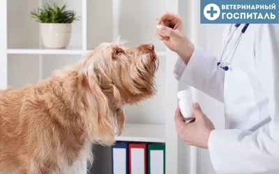 Чумка у собак: симптомы, лечение и сколько длится болезнь | Royal Canin UA