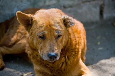 В деревне Манюхино выявили собаку с подозрением на бешенство / Новости /  Городской округ Мытищи