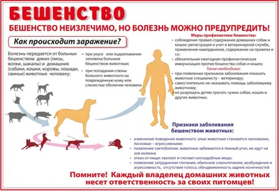 Собаку с подозрением на бешенство выявили в деревне Манюхино - Из жизни -  РИАМО в Мытищах