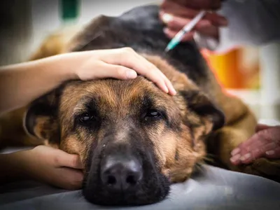 Чумка у собак: причины, симптомы, лечение, профилактика в домашних условиях