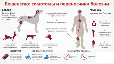 Чума (чумка) у собак: симптомы, лечение, вакцинация
