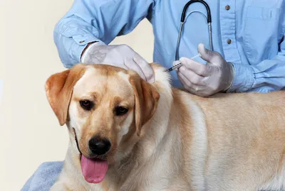 Симптомы чумки у собак: можно ли спасти любимца | For Pet | Дзен