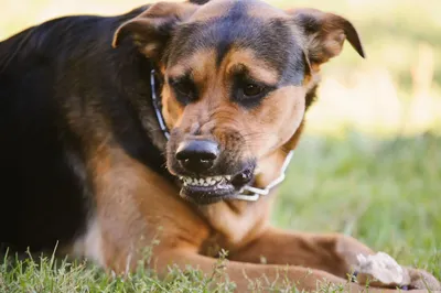 Лечение чумки у собак | Ветпомощь «Любимчик» | Дзен