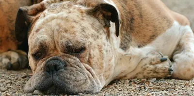 Симптомы, формы вирусного заболевания и лечение чумки у собак