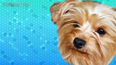 Вирусные болезни собак: виды и симптомы - Syndrome-Kushinga