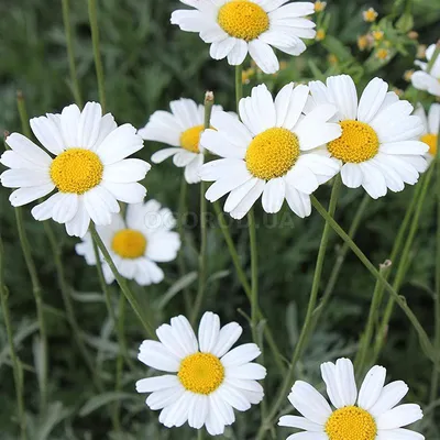 Семена маруны цинерариелистной «Юбилейная» / Pyrethrum cinerariifolium, ТМ  OGOROD - 0,1 грамма купить недорого в интернет-магазине семян OGOROD.ua