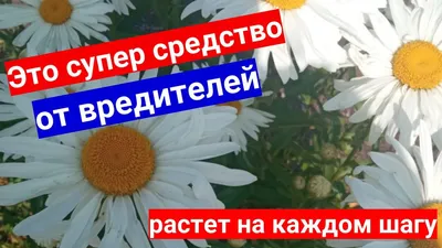 Ромашка (пиретрум) | Сад и огород | Дзен