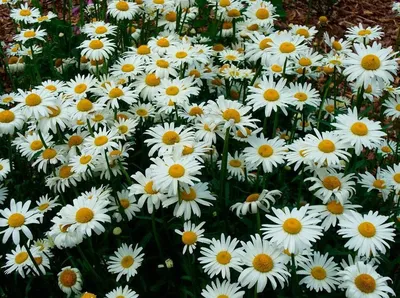 Матрикария далматская Девичья Ромашка (Pyrethrum cinerariaefolium Trev)  купить с доставкой по Беларуси \"BuonRoza \"