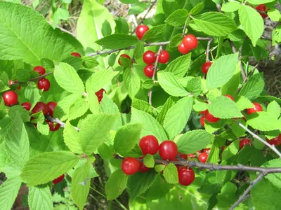 Вишня войлочная СВЕРХкрупноплодная сортоформа Макунаса (сладкая). Эксклюзив!