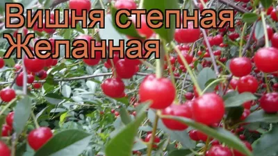 Вишня войлочная улучшается сортами | Плодовый сад