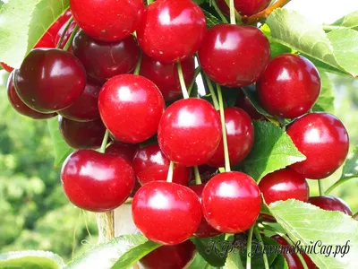 Купить саженцы вишни Смуглянка Восточная в питомнике - заказать по низкой  цене, доставка по РФ
