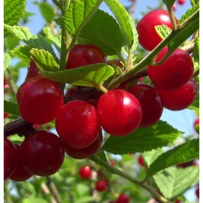 Урожайные сорта вишни: обзор гибридов | 1000 советов дачнику | Дзен