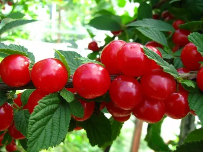 Воронежский плодово-ягодный питомникВосторг (вишня войлочная) |