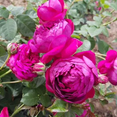 Саженец Роза Дамасская (Rosa damascena mill L) купить в Москве по низкой  цене из питомника, доставка почтой по всей России | Интернет-магазин  Подворье