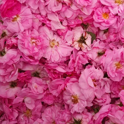 Розовое масло — Роза дамасская (Rosa × damascena)