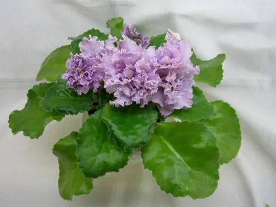 Дамасская роза, бутоны.