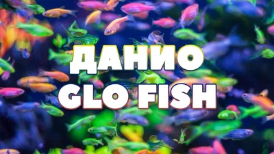 Купить светящихся аквариумных рыб в Челябинске | Данио Glo Fish в продаже в  АКВА БЛЮЗ