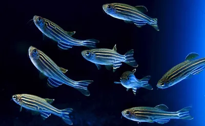 Danio Glofish Cosmic Blue - Данио Глофиш Синий - Рыбки - Nano Fish