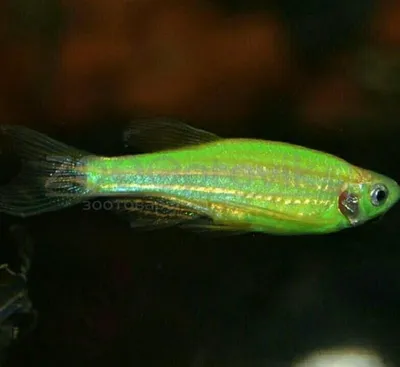 Данио Glo Fish Лазер и Мята 1,0-1,5 см (ID#168945243), цена: 1.50 руб.,  купить на Deal.by