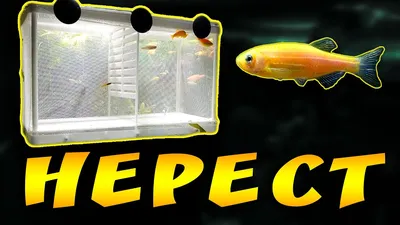 Spawning Danio in the Deposer! GET OR NOT! - YouTube