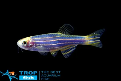 Даніо синій GloFish | GLO FISH | Каталог | TropFish – Постачальник  декоративних акваріумних та ставкових риб, товарів для акваріумістики