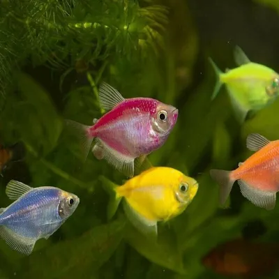 Тернеция Glo - HappyFishes.ru